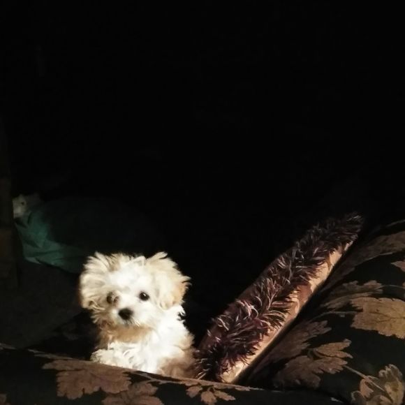 Meet your Posher, Josephine - Picture 1 of 1